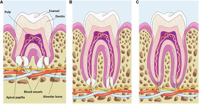 Unraveling the Role of the Apical Papilla During Dental Root Maturation